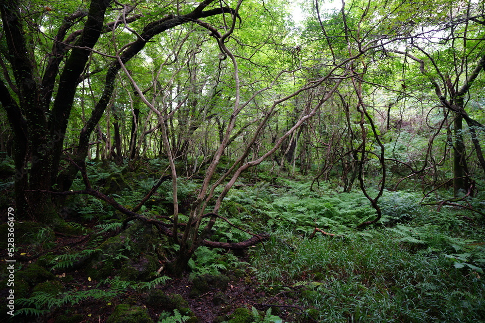 vines and old trees in wild forest