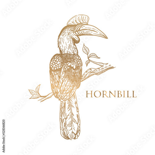 vector drawing gold color hornbill on white background photo