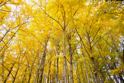 Photography Yellow ginkgo biloba leaves