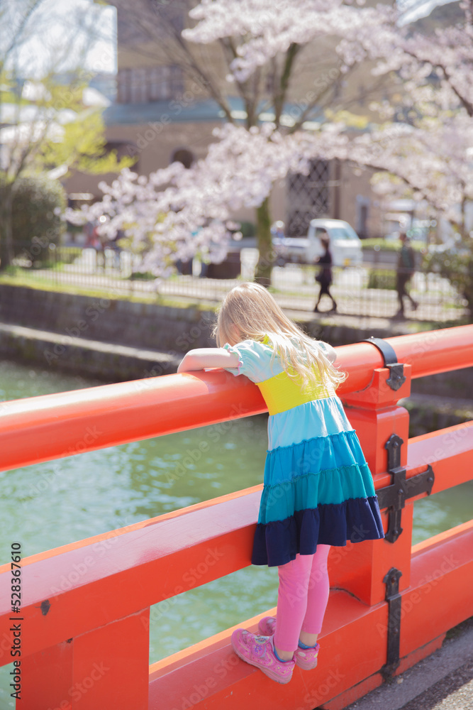 京都　岡崎疏水の桜並木と女の子