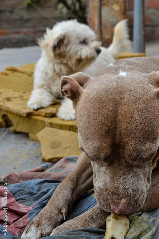 Two dogs of different breeds living together and sharing a bone. Concept of abandonment, rescue or adoption. Two dogs of different breeds living together and sharing a bone. Concept of abandonment, rescue or adoption.