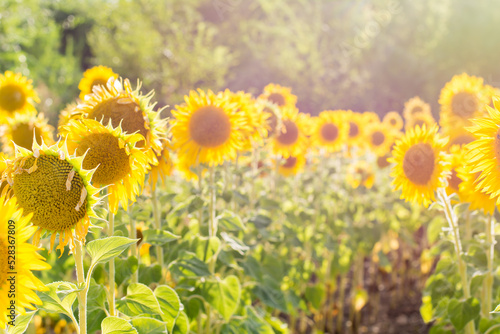 Blooming sunflowers on an agricultural field in the rays of the sun in summer. Growing food