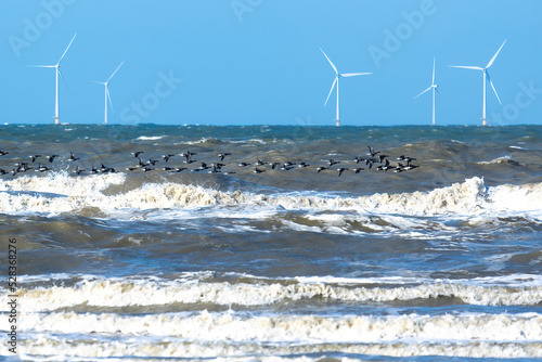 Принти на полотні A flock of seabirds close above  a stormy with spindrift waves and an offshore w
