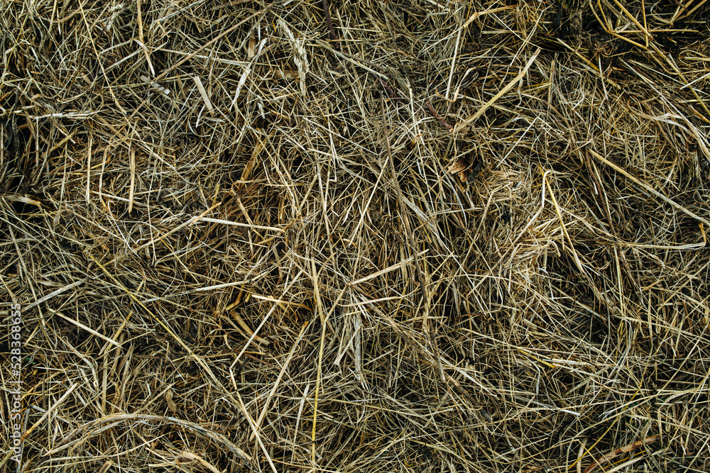 Jumble of straw texture. Mowed dried grass piled up.
