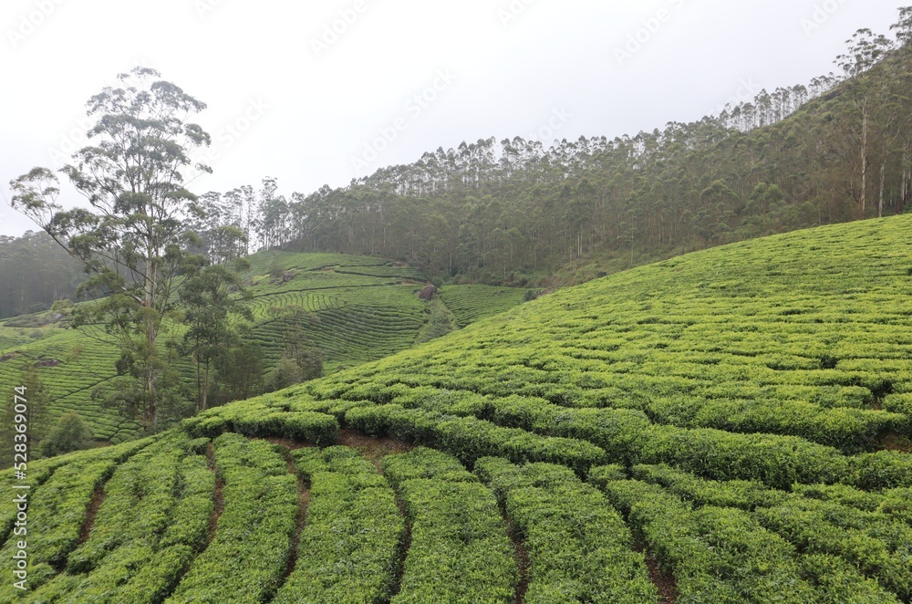The tea plantation in the South of India with an early morning mist. This place is famous for green tea and ecotourism sites.
