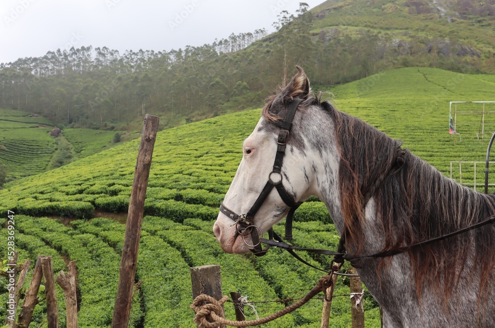 A riding horse is waiting in front of the blurred tea plants at Munnar. A riding horse is waiting in front of the blurred tea plants at Munnar.