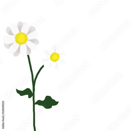 White daisy flower with transparent background