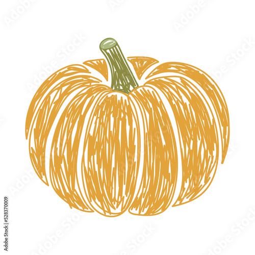Pumpkin vegetable sketch. Color vector illustration. Pen or marker doodle drawing