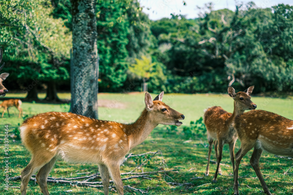 Fototapeta premium 【#奈良】奈良公園の鹿