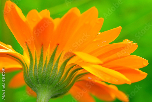 Orange daisy flower