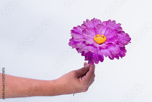 High quality photography. Hand holding a purple flower on an isolated white background. Hand delivering a plastic flower. Very beautiful and colorful flower.