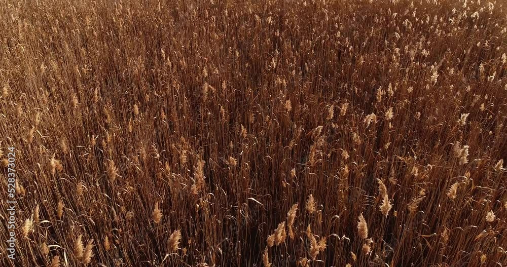 Autumn harvest. Aerial flyover above agriculture field. Brown dried plants moving in light wind Autumn harvest. Aerial flyover above agriculture field. Brown dried plants moving in light wind