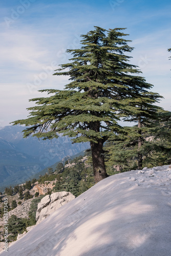 Lebanon cedar tree