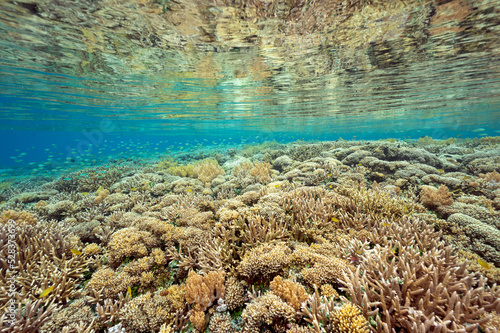 Reef scenic with pristine staghorn corals Raja Ampat Indonesia. © anemone