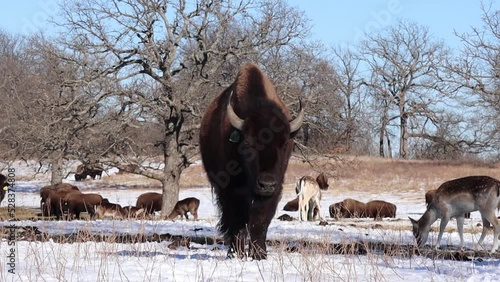 bison in the snow