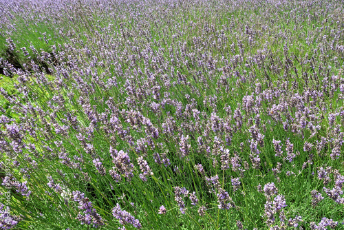 北海道富良野のラベンダーと花畑