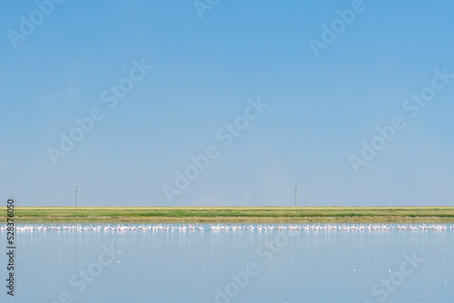 The Korgalzhynsky reserve is one of two Kazakh reserves included in the UNESCO World Heritage List as part of the Saryarka site - Steppes and lakes of Northern Kazakhstan. Flamingos swim on the