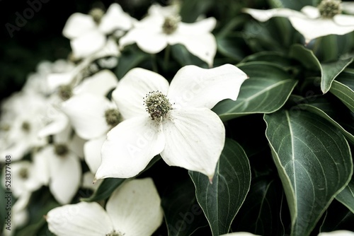 Closeup shot of the white Cornus kousa flowers photo