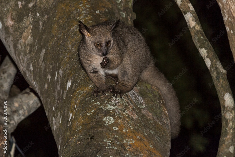 Brown greater galago (Otolemur crassicaudatus) climbing in tree at night, Kosi Forest, iSimangaliso Wetland Park, KwaZulu-Natal, South Africa, Africa Brown greater galago (Otolemur crassicaudatus) climbing in tree at night, Kosi Forest, iSimangaliso Wetland Park, KwaZulu-Natal, South Africa, Africa