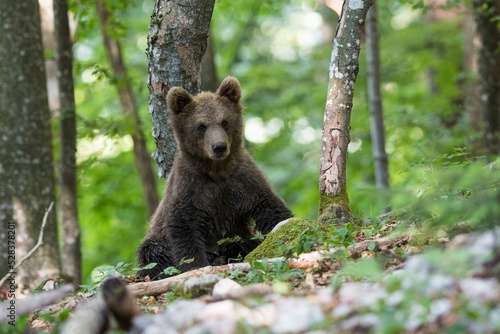 Brown bear (Ursus arctos), young animal in the forest, Notranjska, Slovenia, Europe