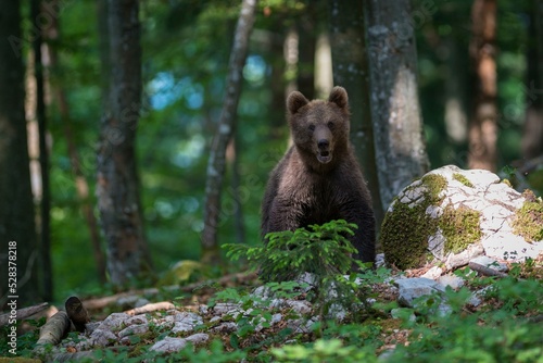 Brown bear  Ursus arctos   young animal in the forest  Notranjska  Slovenia  Europe