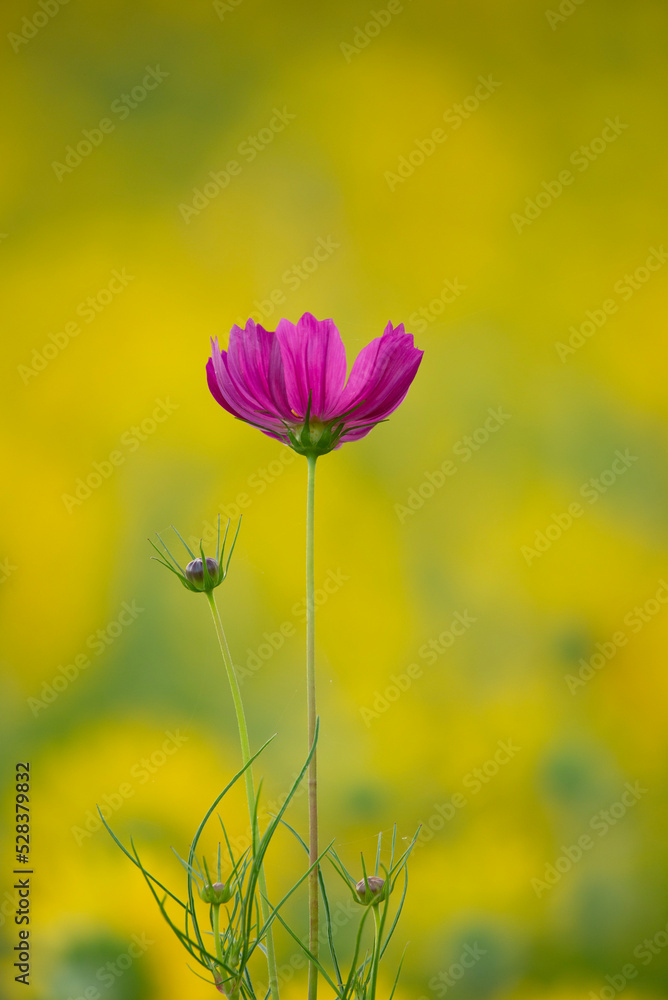 Obraz premium 秋桜