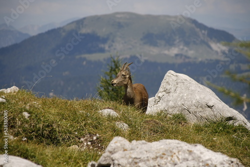 Cima Cacciatore