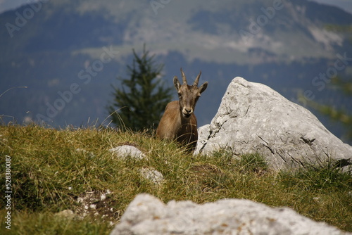 Cima Cacciatore