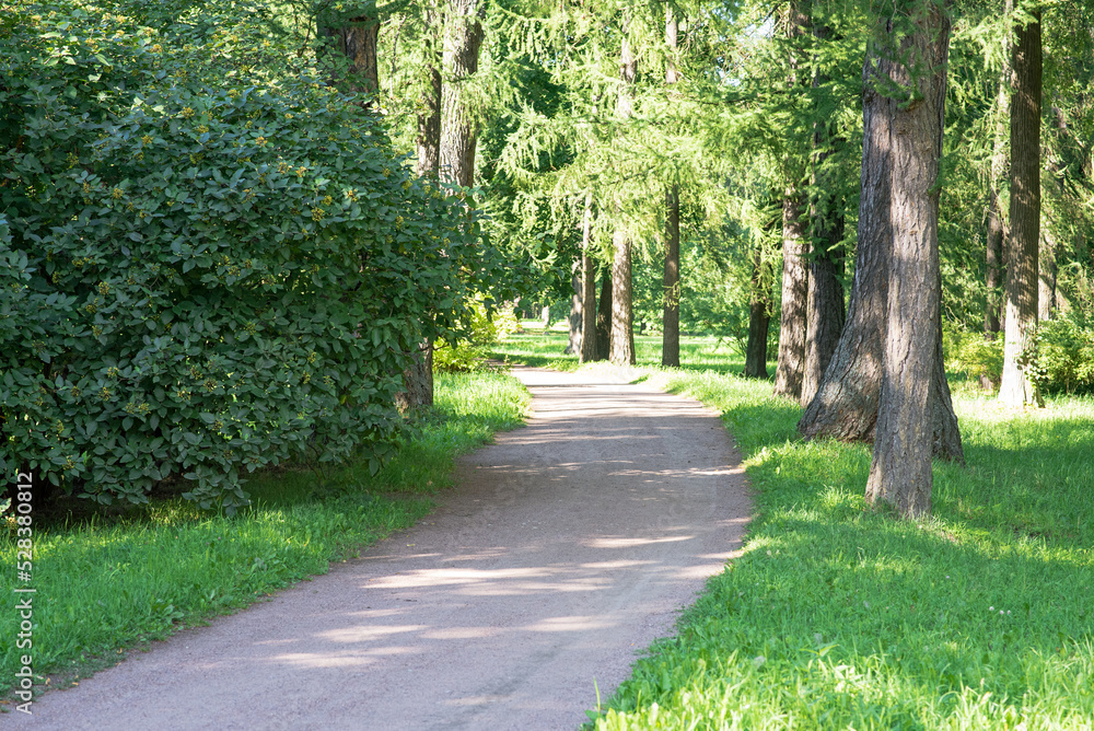 A trail in the park. A forest with trees and green leaves. Beautiful nature in summer.