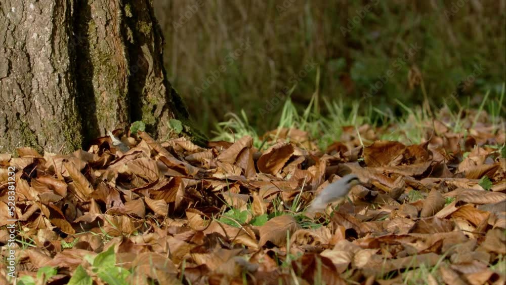 nuthatch between leaves on the ground nuthatch between leaves on the ground