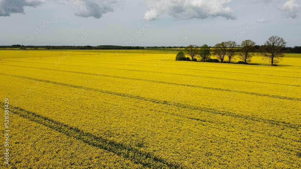 Endless fields of yellow blooming rapeseed crops against cloudy sky in May days