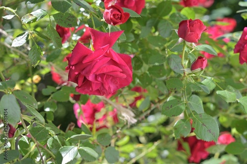 Closeup shot of a red rosebush in a garden photo