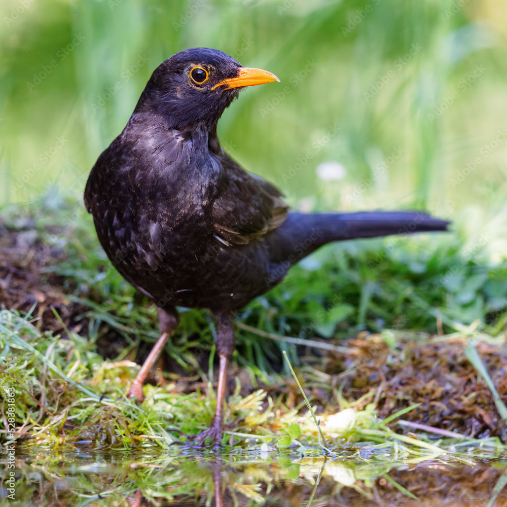 Fototapeta premium Common blackbird (Turdus merula)