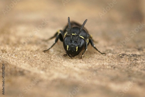 Closeup on a small female Short-horned yellow face bee, Hylaeus brevicornis sitting on wood photo