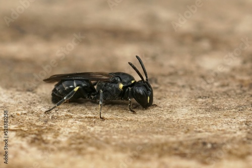 Closeup on a small female Short-horned yellow face bee, Hylaeus brevicornis sitting on wood photo