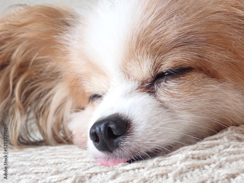 かわいい犬の寝顔、舌がペロリ