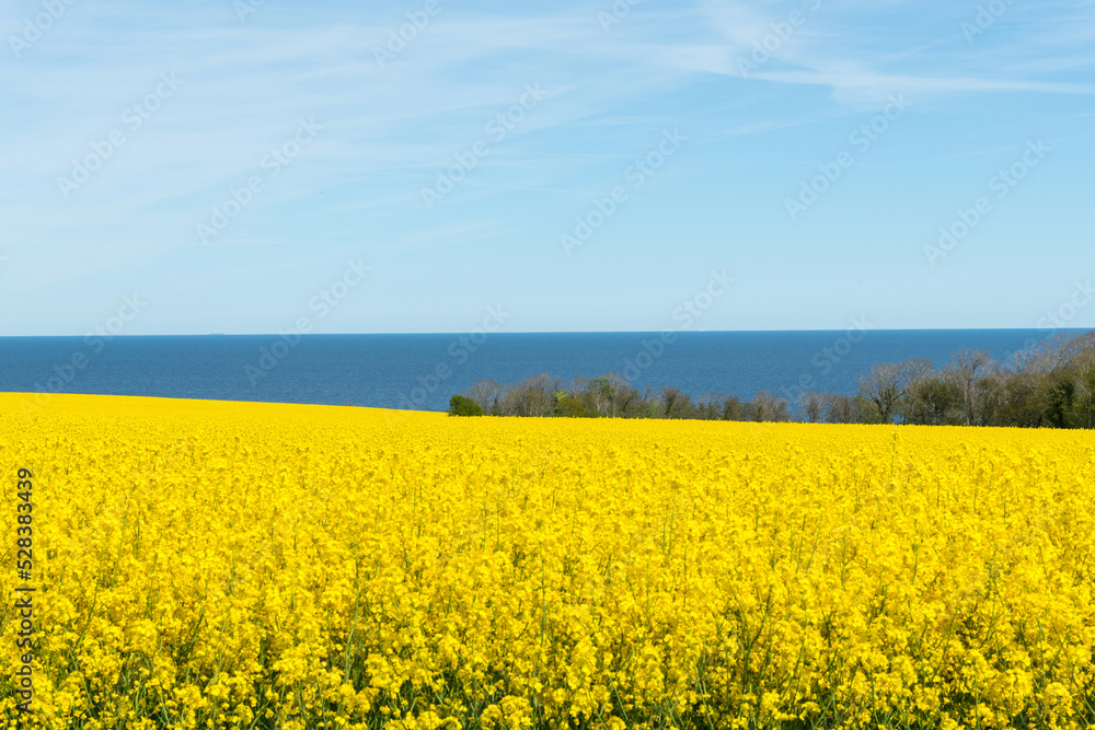 Rapsfeld- Küstenlinie Bornholm bei Amager, Dänemark Rapsfeld- Küstenlinie Bornholm bei Amager, Dänemark