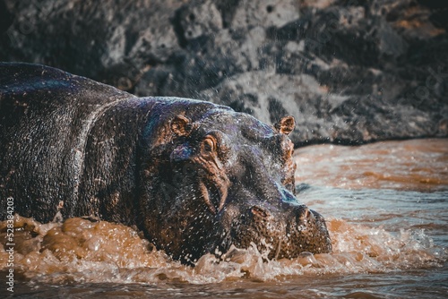 Canvastavla Beautiful shot of a hippo in the water