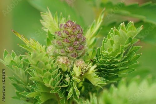 Εκτύπωση καμβά Natural closeup on a green salad, garden, small or common burnet, Sanguisorba mi