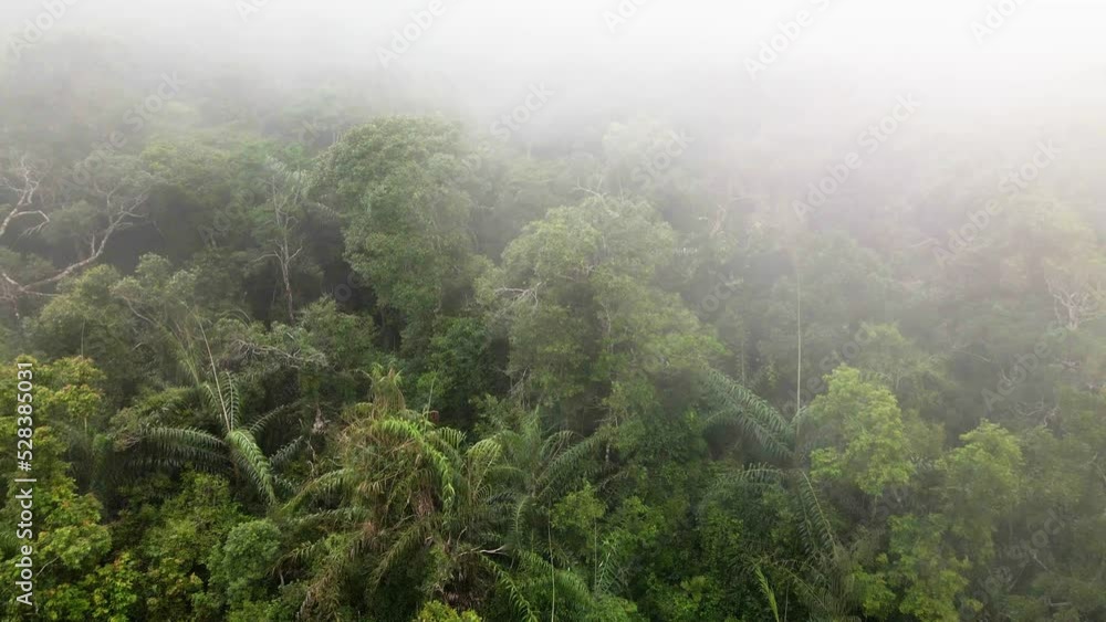 Mystic cloudy fog traveling over lush green rain forest. Aerial drone footage slow tilt down from above the jungle. Mystic cloudy fog traveling over lush green rain forest. Aerial drone footage slow tilt down from above the jungle.