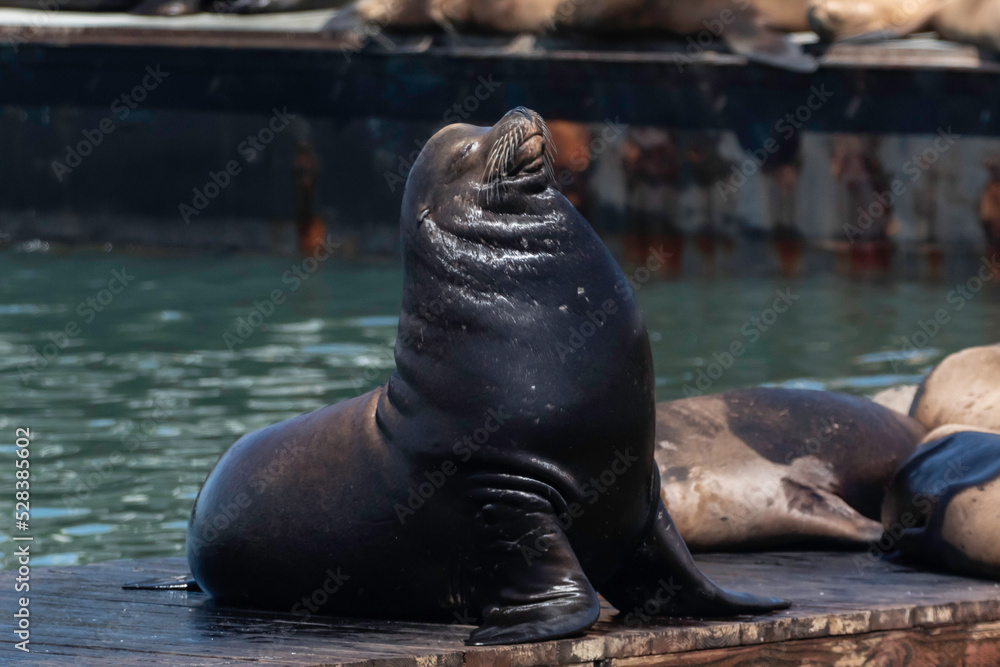 Fototapeta premium Sea Lion on a Moss Landing dock