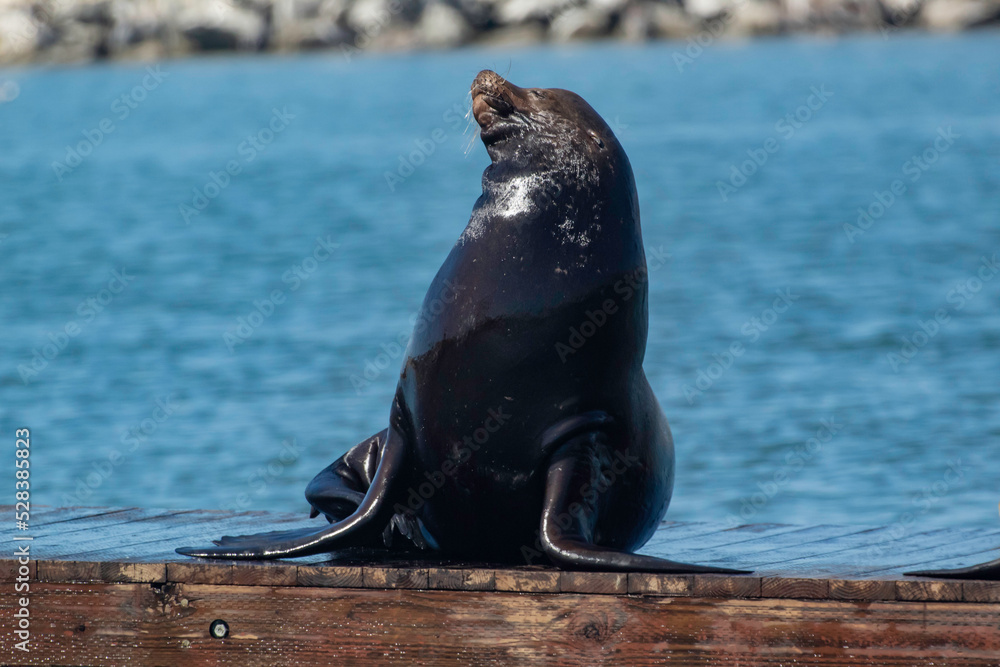 Fototapeta premium Sea Lion on a Moss Landing dock