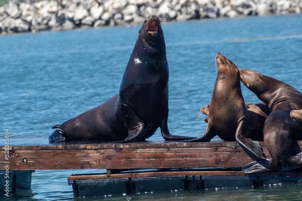 Fototapeta premium Sea Lion on a Moss Landing dock