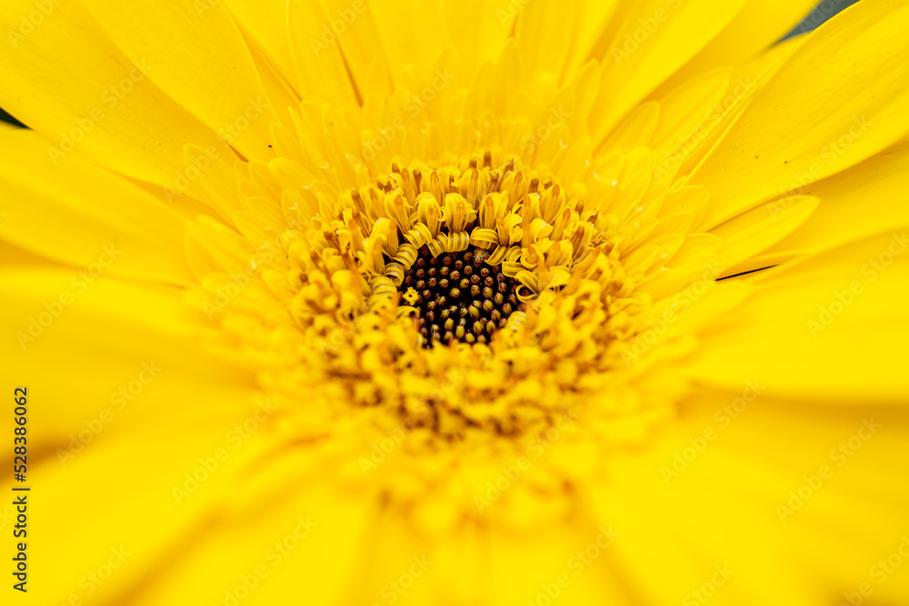 Beautiful flower close up at garden Beautiful flower close up at garden