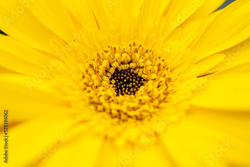 Beautiful flower close up at garden