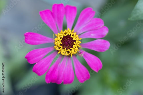 Beautiful flower close up at garden