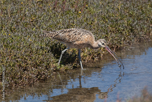 Long Billed Curlew looking for food photo