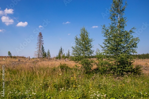 Sunny shot of trees in a forest on the Harz mountains photo