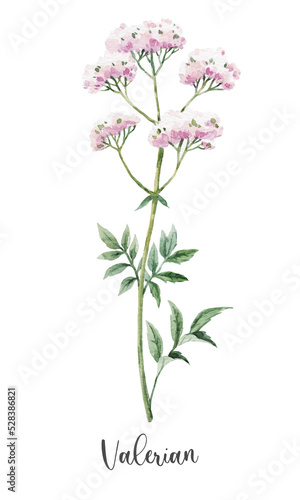 Beautiful floral clip art with watercolor hand drawn summer wild field valerian flower. Stock illustration.