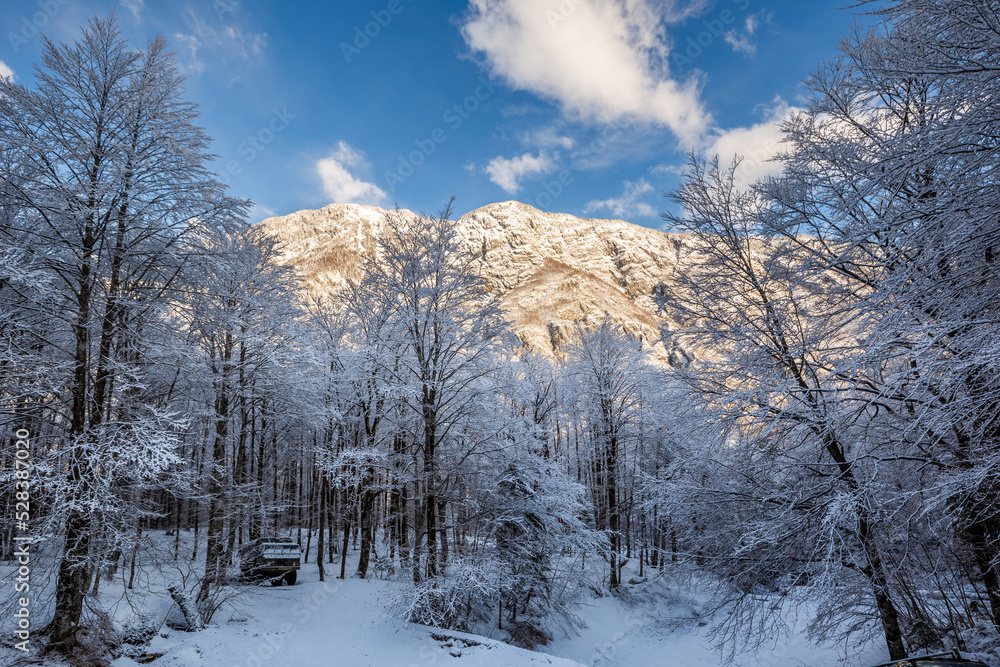Vogel, Slovenia - Beautiful winter forest landscape at Vogel, Slovenia with sunny mountain, old army truck under the trees and clear blue sky at background Vogel, Slovenia - Beautiful winter forest landscape at Vogel, Slovenia with sunny mountain, old army truck under the trees and clear blue sky at background